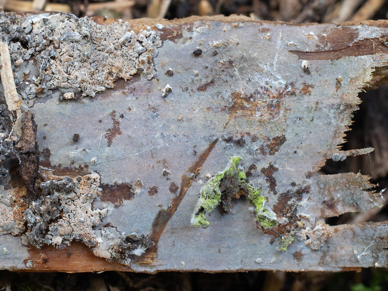 Basidiodendron cinerellum